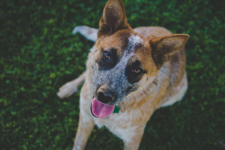 shallow focus photo of brown dog, medium short-coated tan and white dog HD wallpaper
