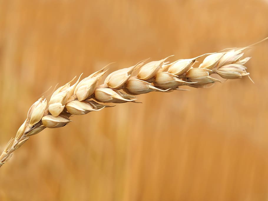 Wheat Grains Closeup Photography, agriculture, background, blur HD wallpaper