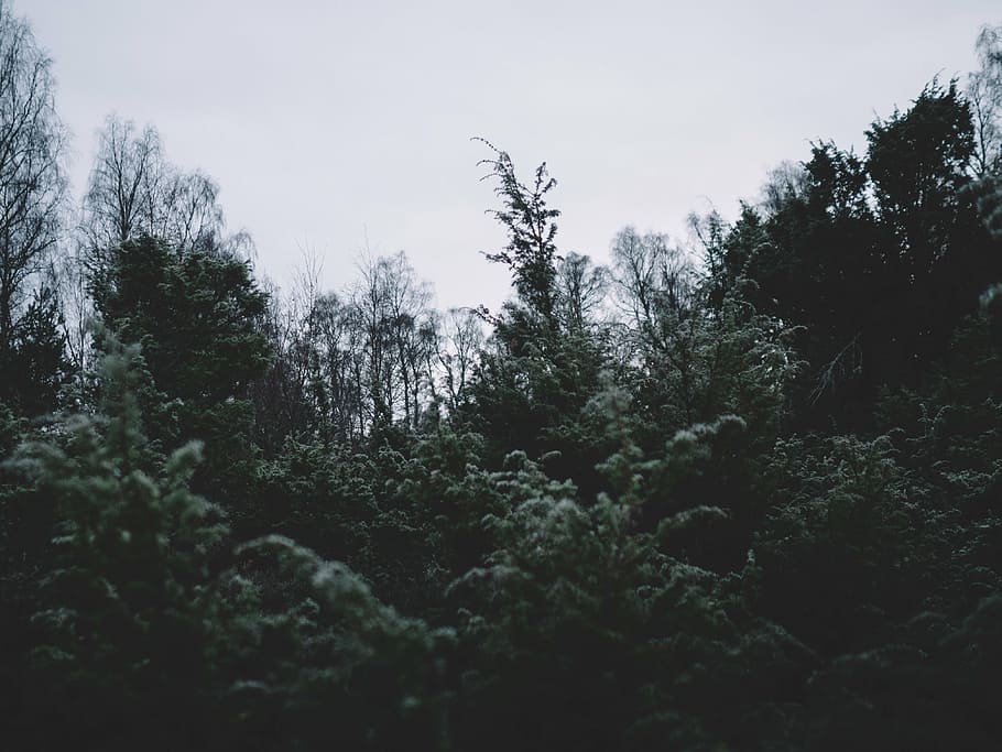 tall nature trees under gray clouds, photo, green, daytime HD wallpaper