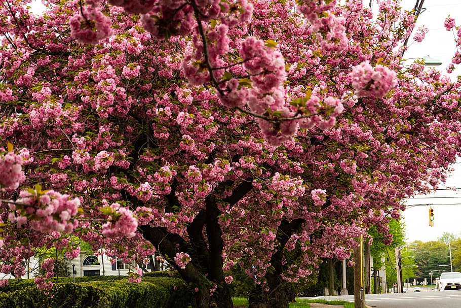 cherry, blossom, flower, spring, plant, flowering plant, tree HD wallpaper