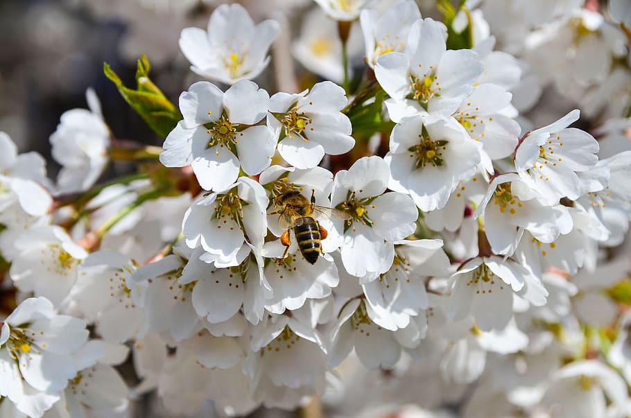 Bee, Cherry, Spring, Blossom, Bloom, macro, branch, cherry blossom HD wallpaper