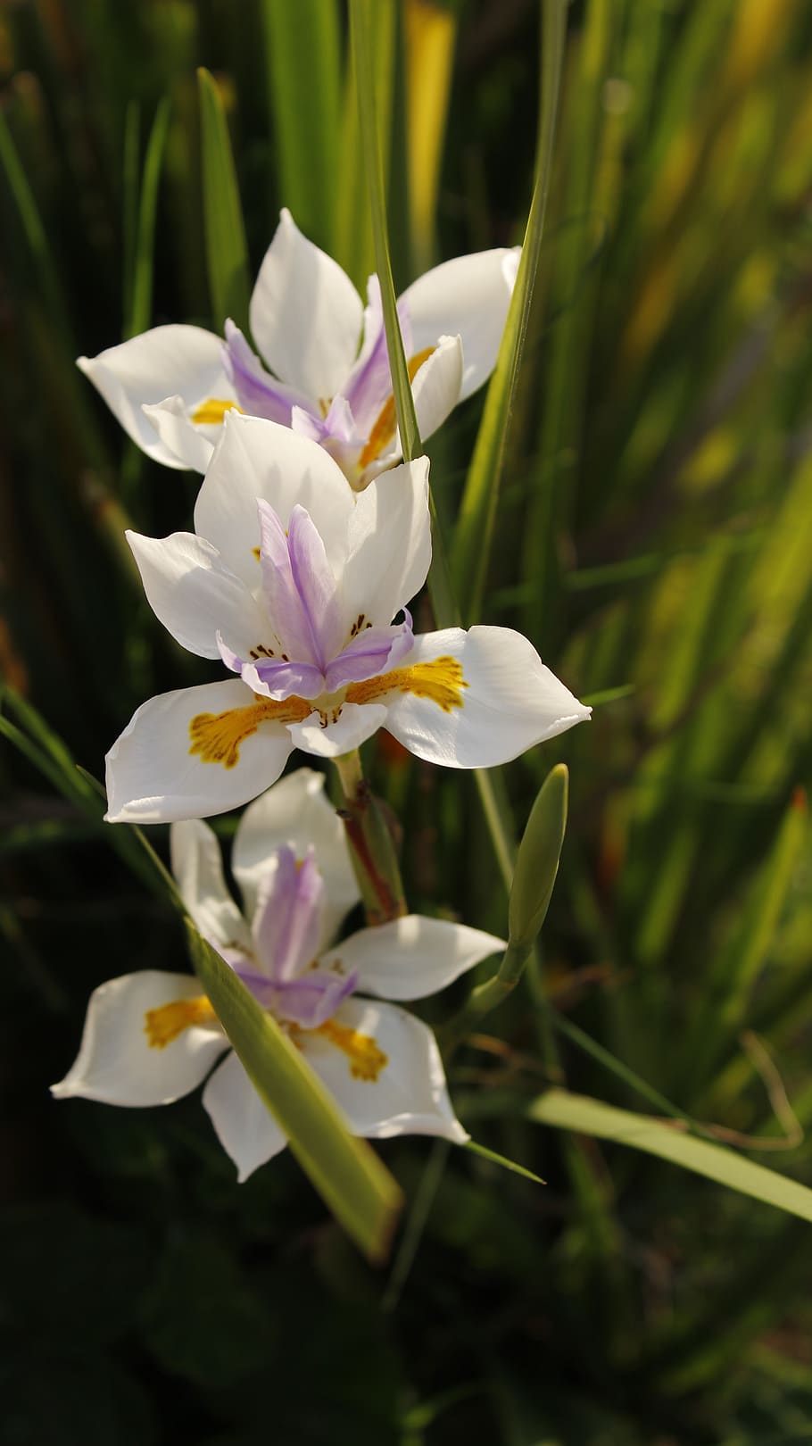 flower, nature, purity, flowering plant, freshness, fragility HD wallpaper