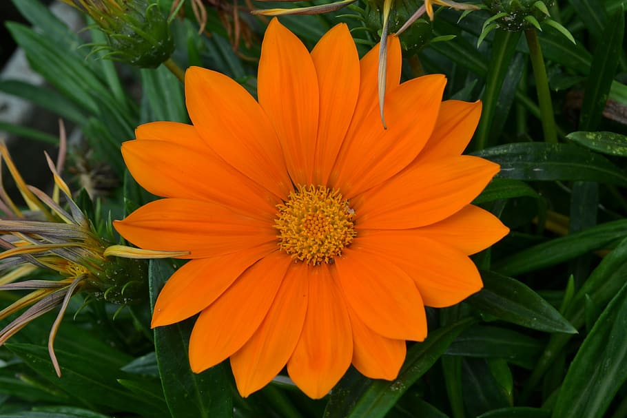 HD wallpaper: Orange, Daisy, Flower, orange daisy, margaret, orange ...