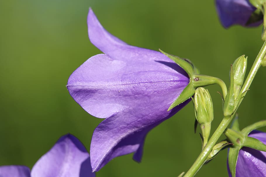 Blossom, Bloom, Purple, Violet, flower, petal, growth, nature HD wallpaper