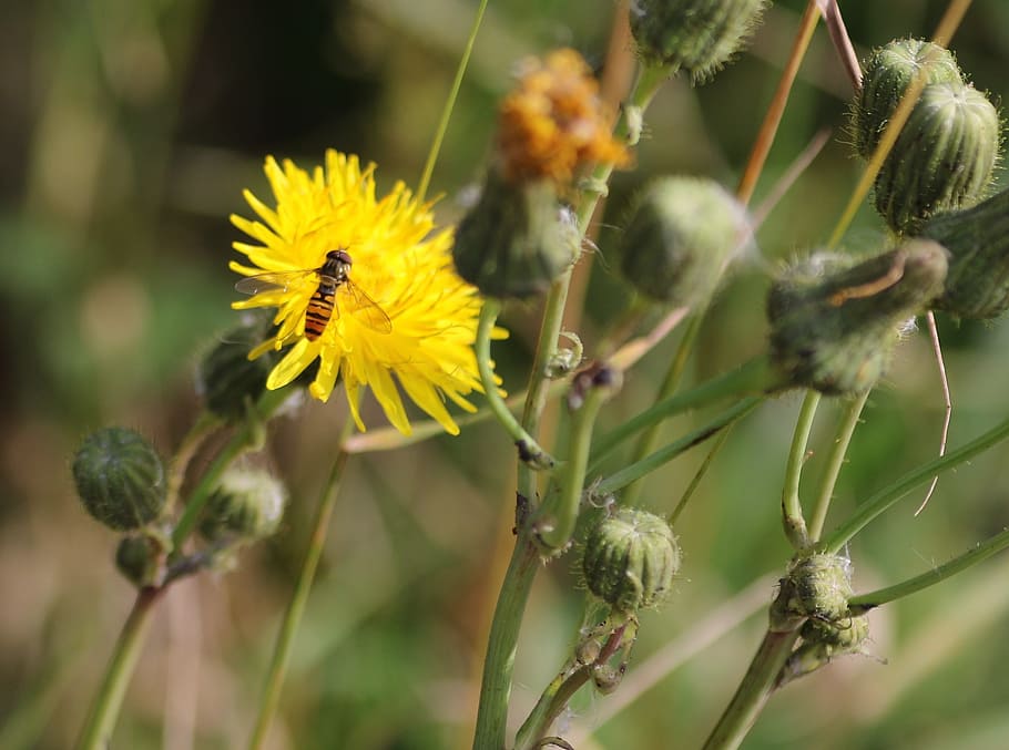 Wasp, Dandelion, Flower, Insect, pollination, blossom, biology HD wallpaper