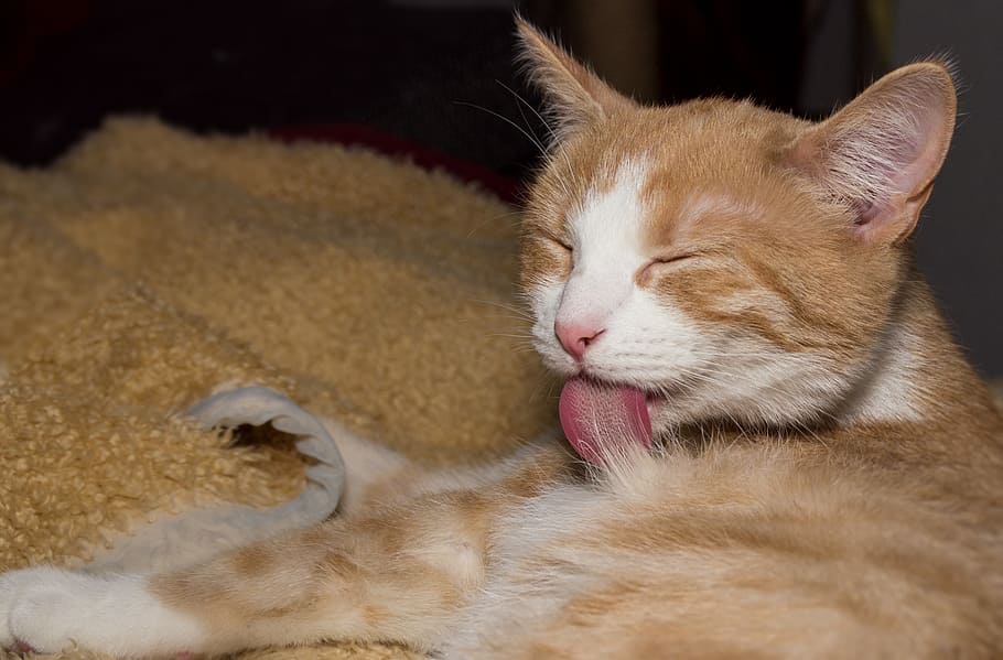 cat, care, clean, fur, red, white, mammal, animal, pets, domestic HD wallpaper