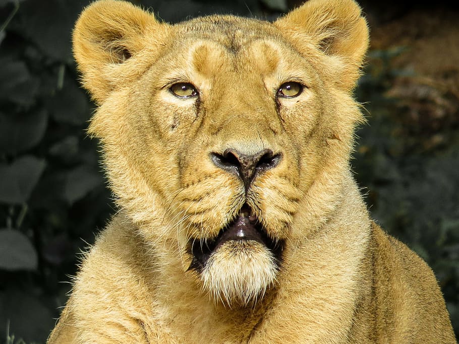 orange lioness, predator, cat, zoo, nuremberg, close, eyes HD wallpaper