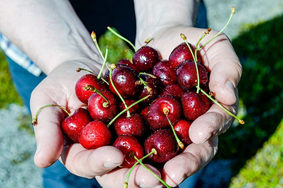 cherry, drupe, useful plant, fruit, edible, fresh, sweet, red HD wallpaper