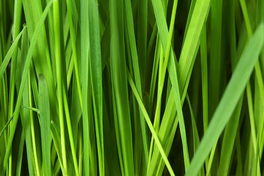 green grasses, abstract, background, floral, grassy, lawn, nature HD wallpaper