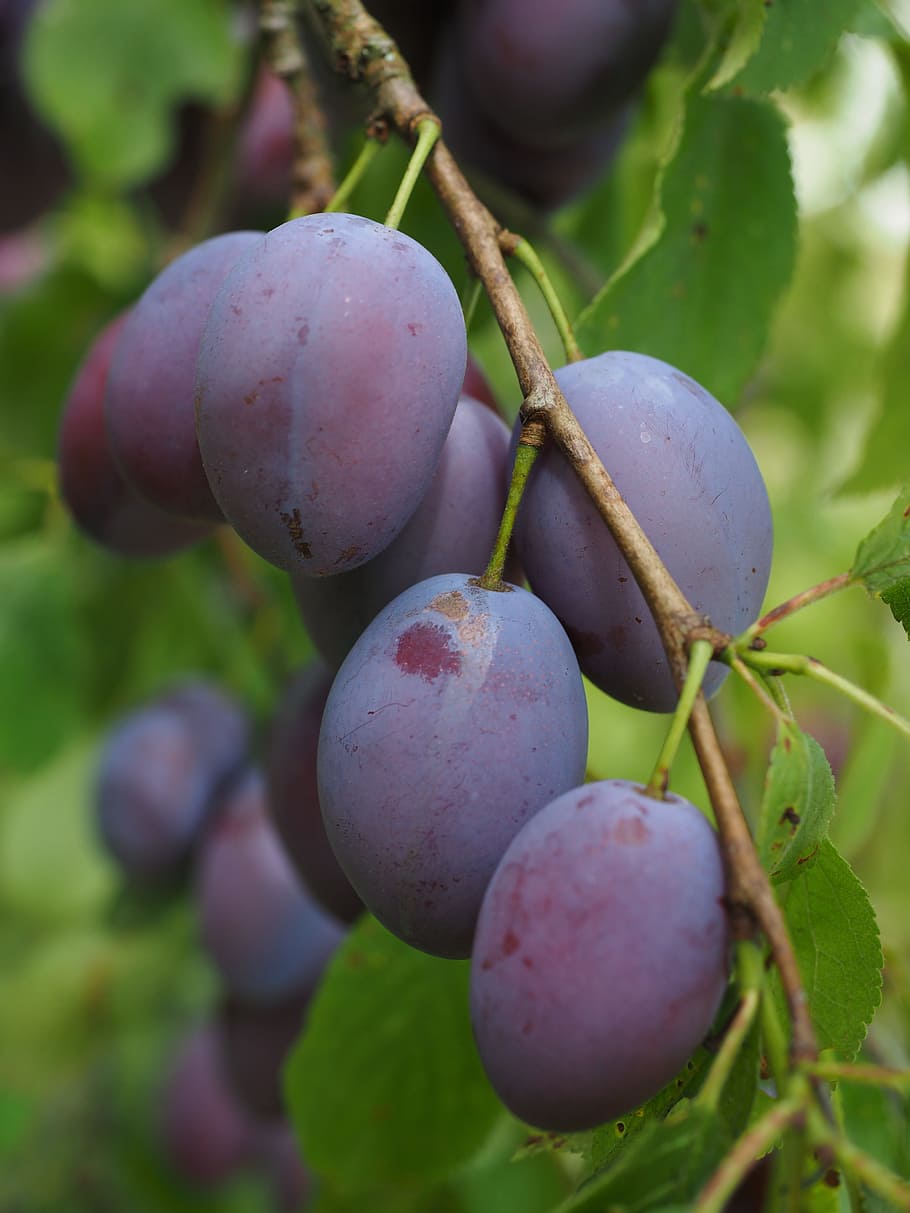 plums, plum tree, fruit, food, blue, healthy, violet, purple HD wallpaper