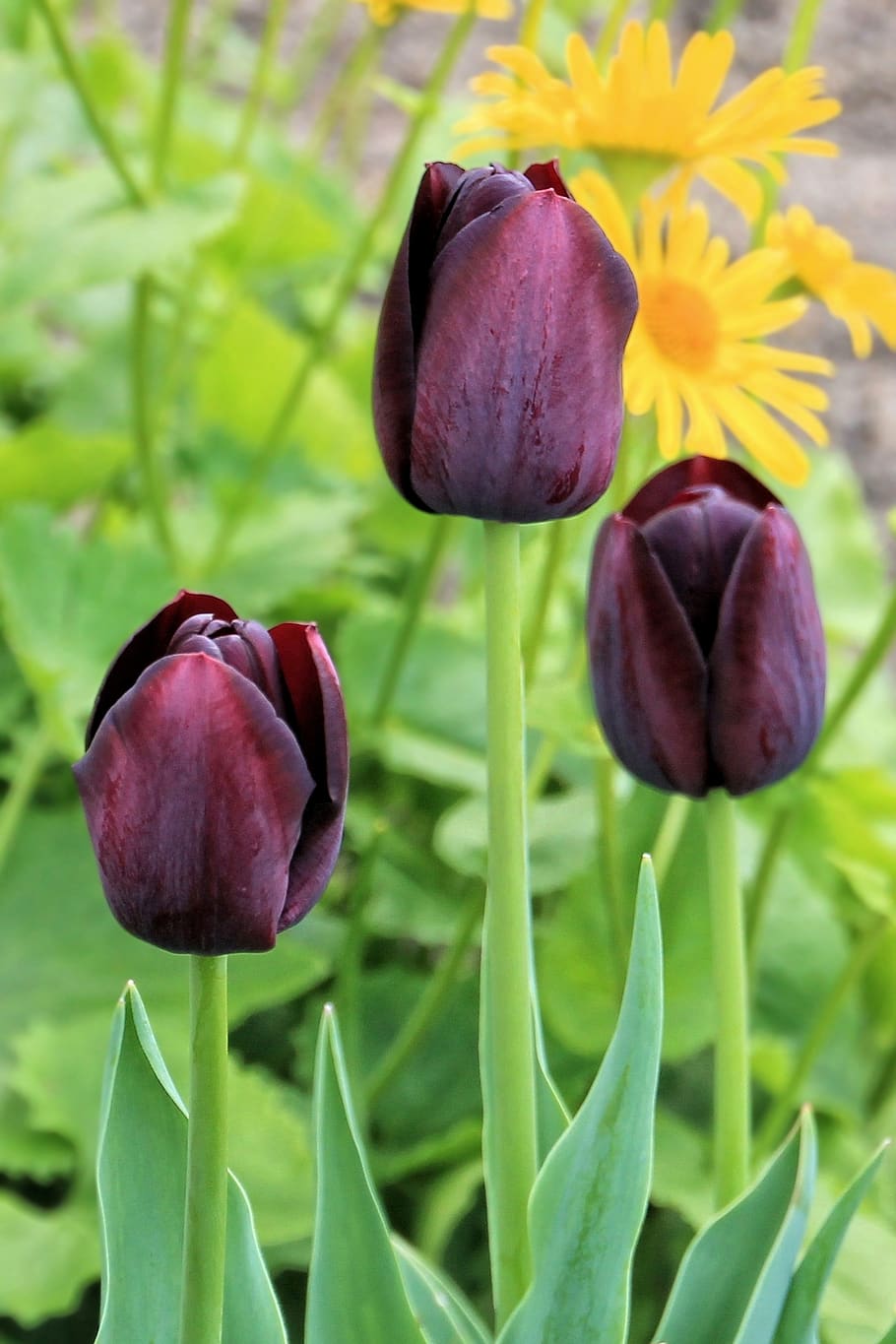 tulips, flower, spring, spring flower, bloom, violet, flowering plant HD wallpaper