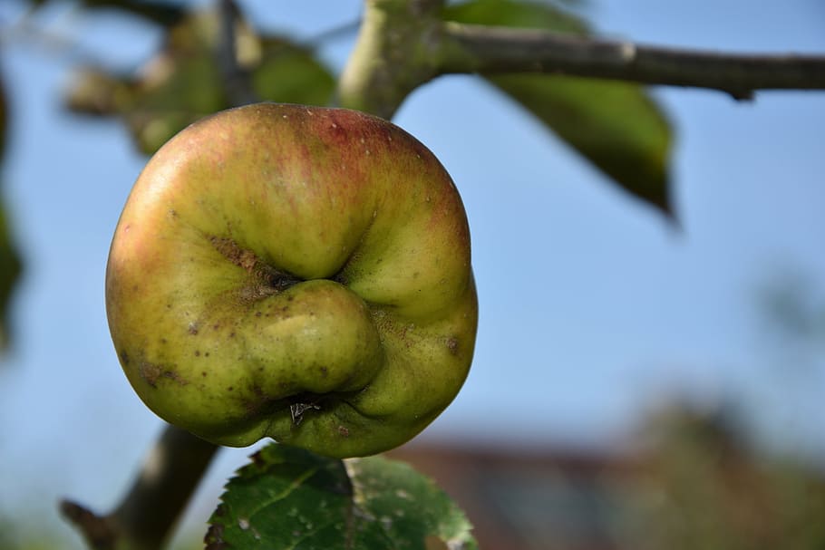 green and brown fruit close-up photo, apple, face, fash, delicious HD wallpaper