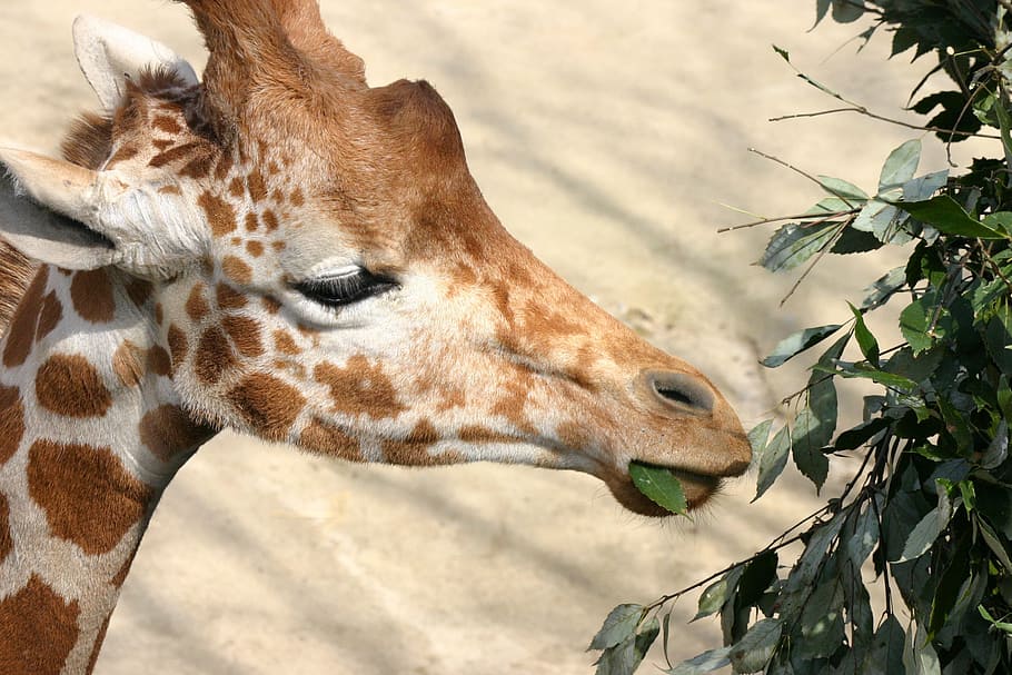 Animal, Giraffe, Diet, wildlife, nature, mammal, animals In The Wild HD wallpaper