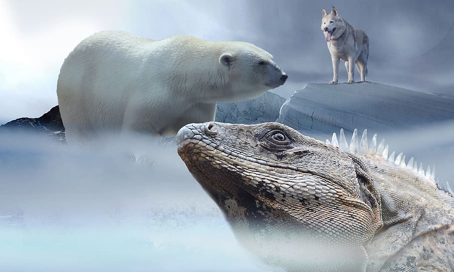 photo of a polar bear, Siberian husky and lizard, iguana, ice