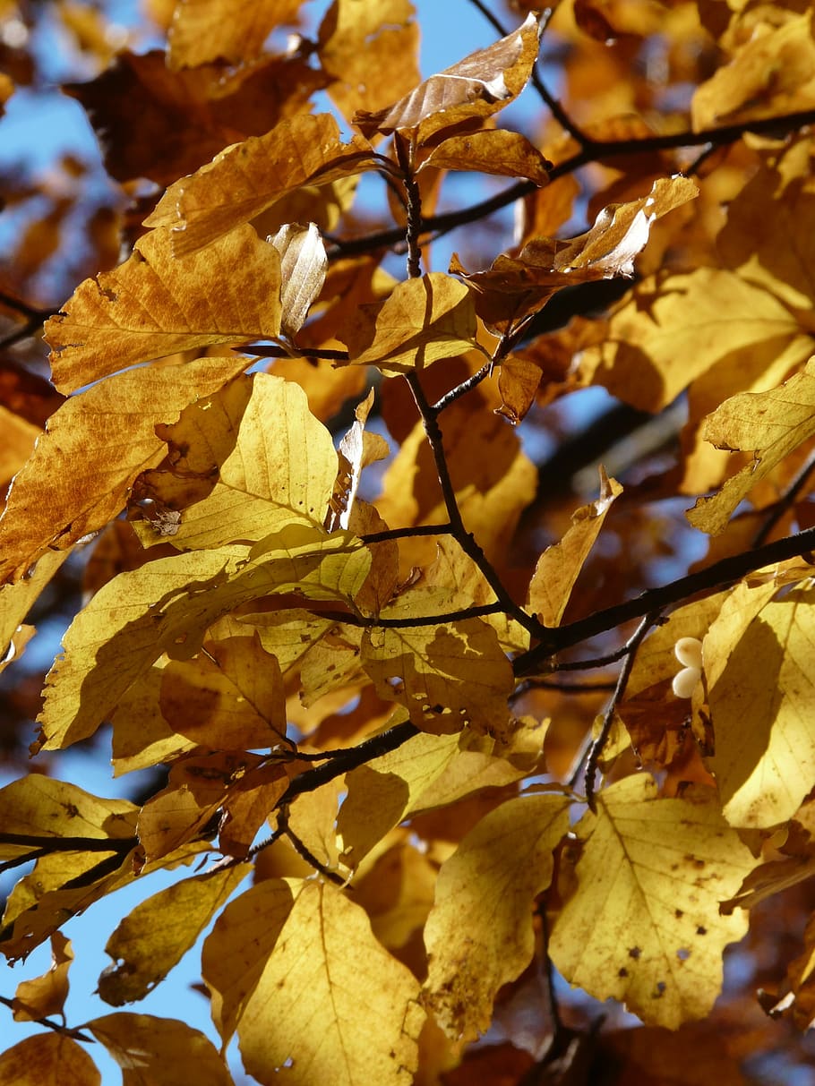 Beech, Autumn, Leaves, beech leaves, colorful, golden, golden autumn HD wallpaper