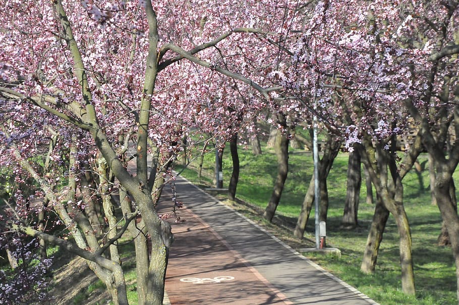 HD wallpaper: Path, Spring, Flower, Tree, Fresh, park, natural, garden ...