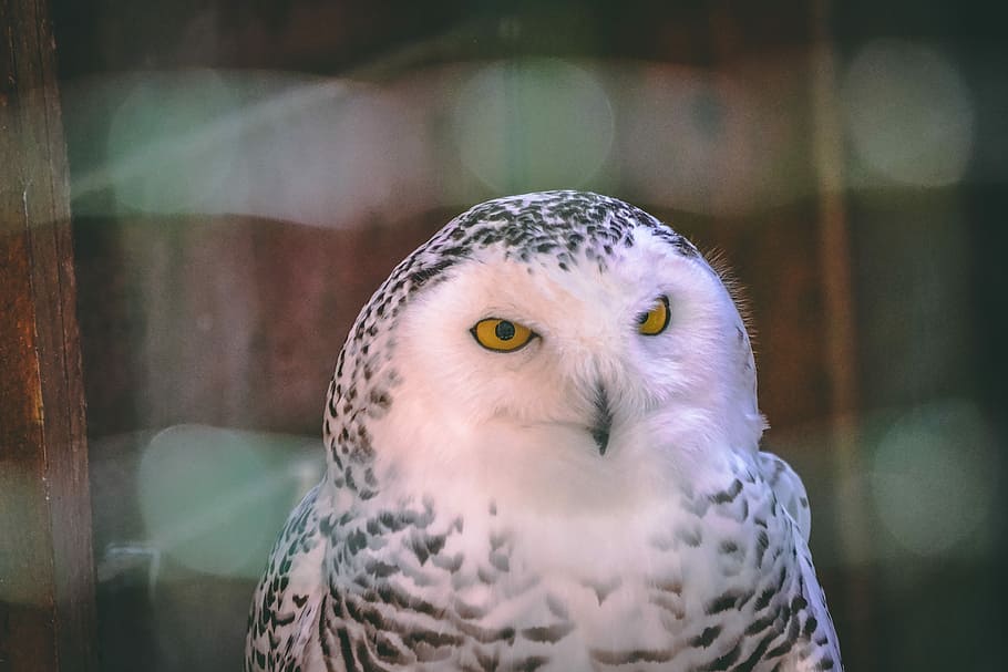 Hedwig, selective focus photo of white and black owl, blur, bird, HD wallpaper
