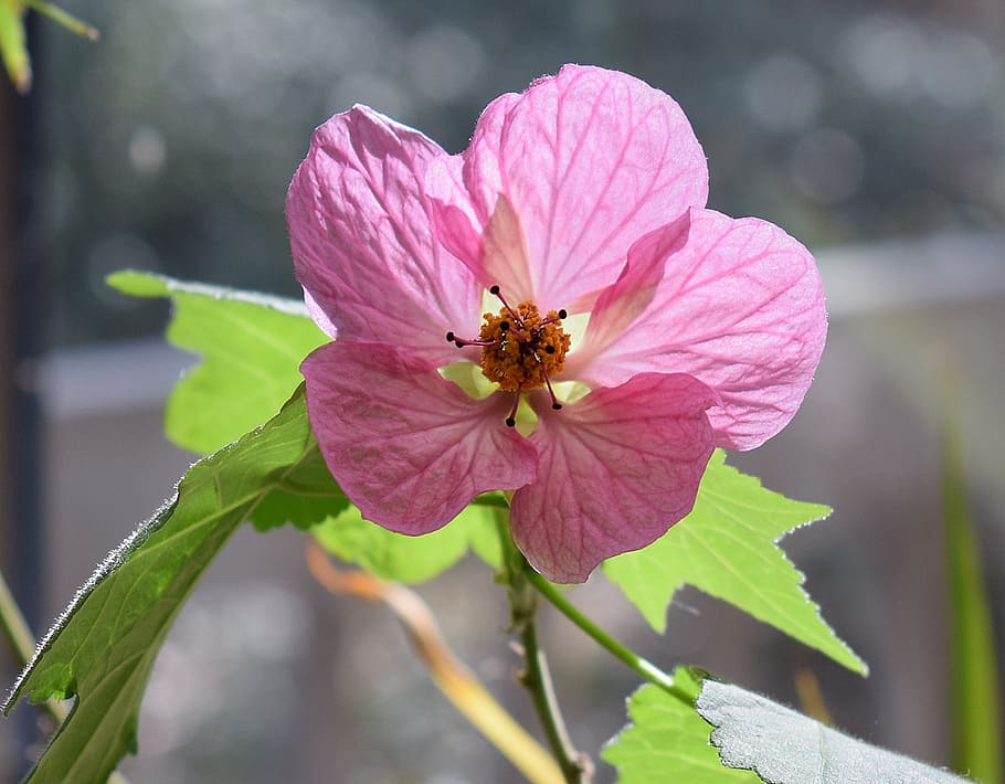 flowering maple, container plant, garden, deck, pink, blossom HD wallpaper