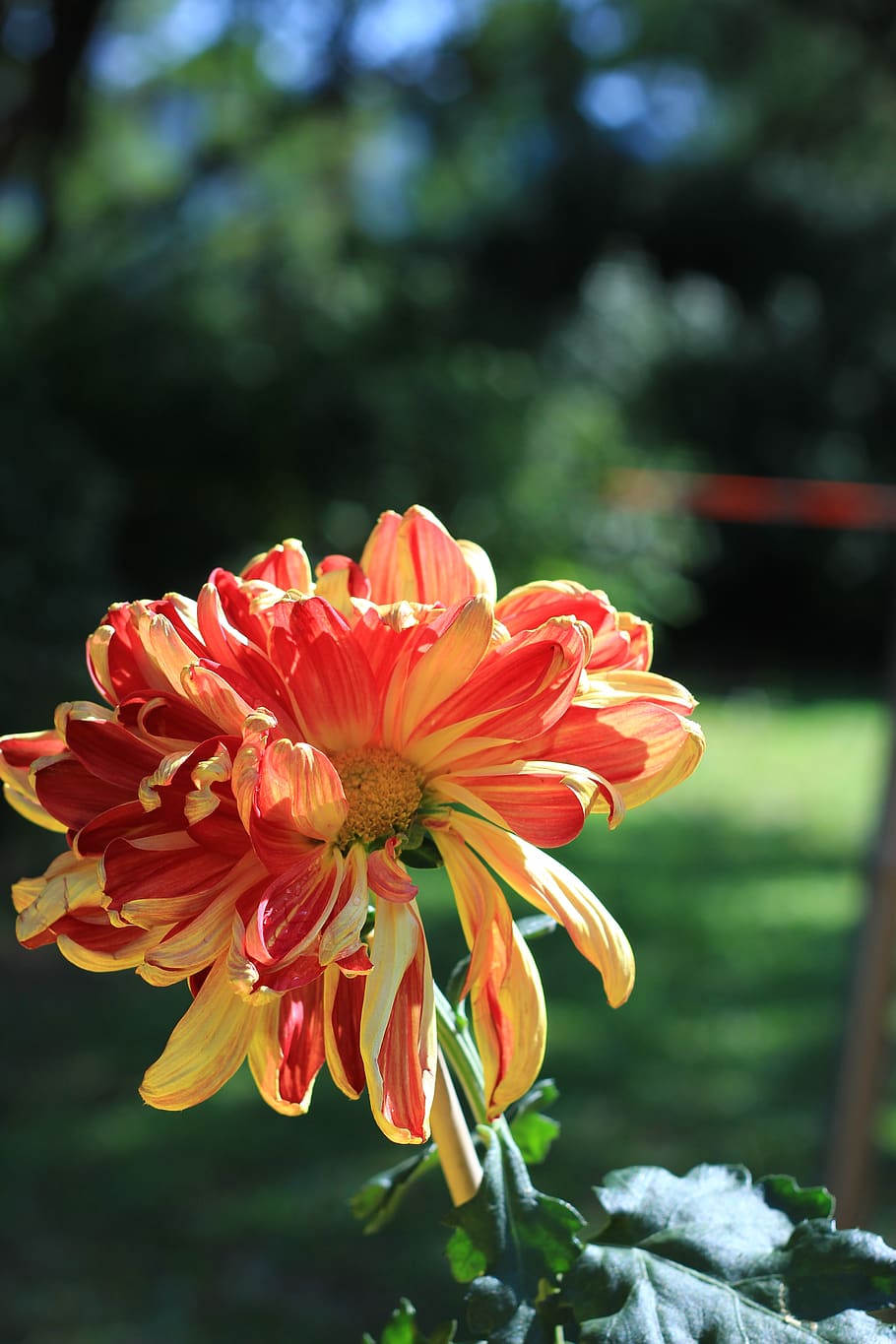 chrysanthemum, red, summer, park, flowering plant, fragility HD wallpaper