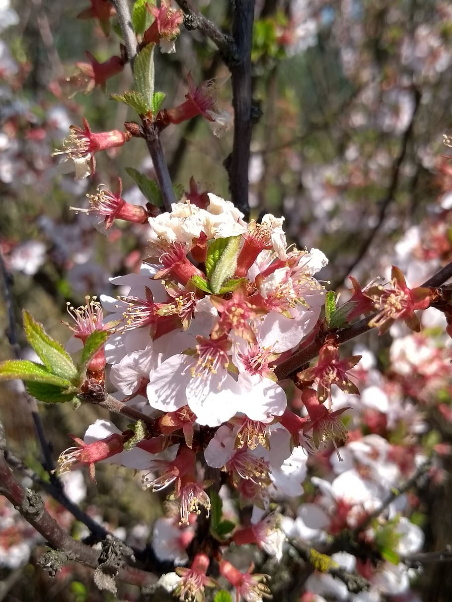 branch of cherry, spring, plant, flowering plant, growth, fragility HD wallpaper