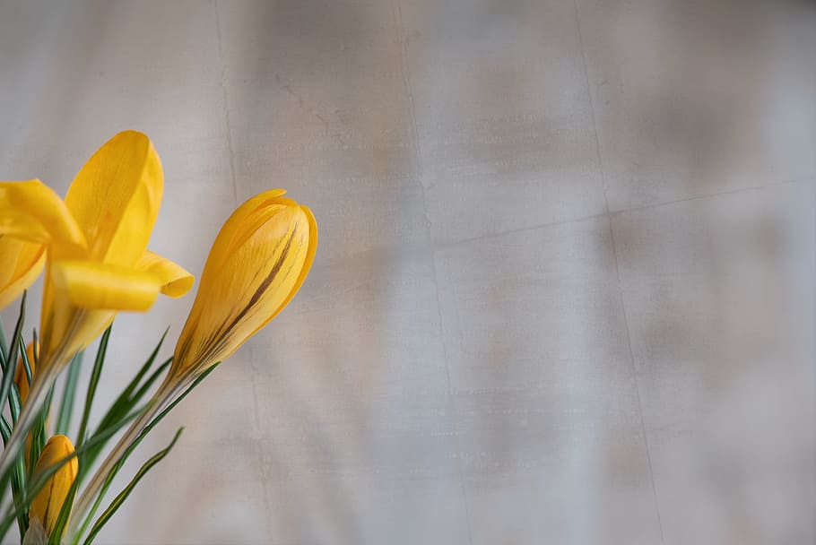 Crocus, Flower, Blossom, Bloom, Yellow, tender, spring flower HD wallpaper