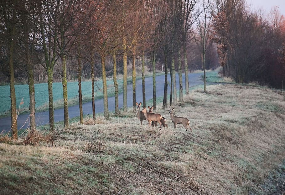 Deer, Road, Twilight, Wild, wildwechsel, fallow deer, animal themes HD wallpaper