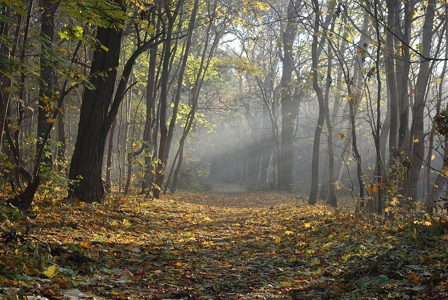 forest, path, nature, green, tree, light, autumn, sunlight HD wallpaper