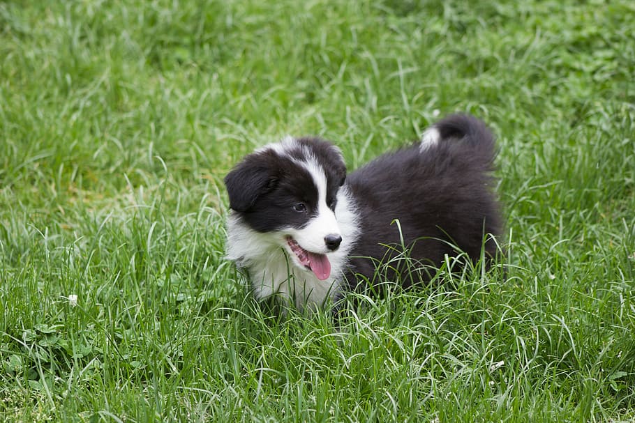 fun, fly, nice, dog, puppy, animal, happy, animal planet, grass HD wallpaper