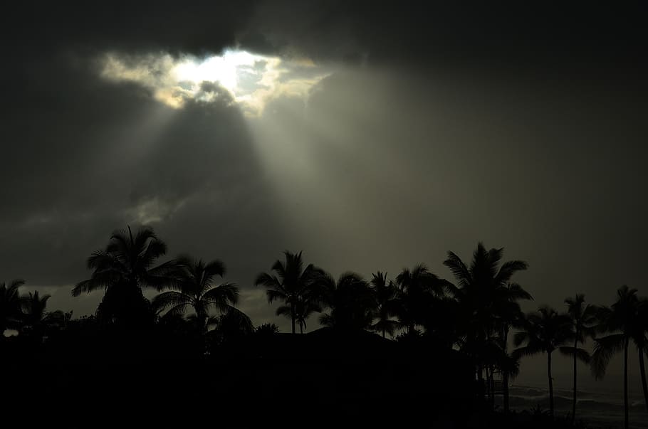 sunrays on palm tree, sky, clouds, sunbeams, dark, storm, hawaii HD wallpaper