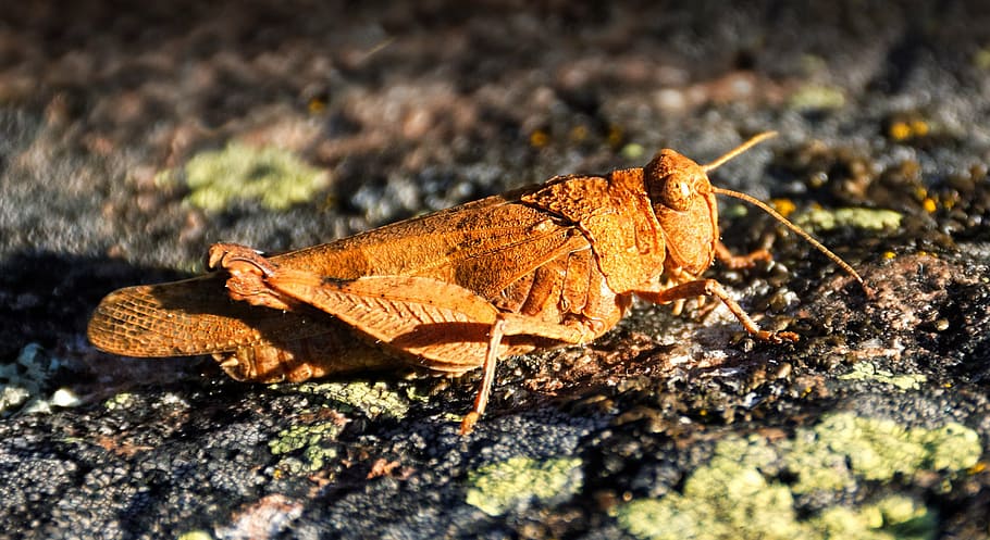 grasshopper, insect, nature, close, wildlife photography, macro HD wallpaper