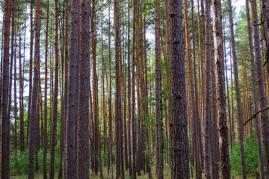 forest, strains, trees, land, trunk, plant, tree trunk, woodland HD wallpaper