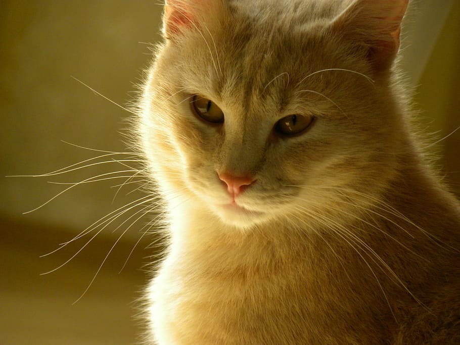 red cat, animals, cat face, feline, sunlight, lazy, wash, pet HD wallpaper