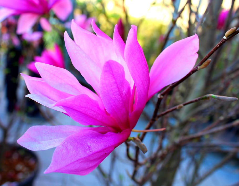 magnolia, flower, pink, spring, garden, coloring, plant, flowering plant HD wallpaper