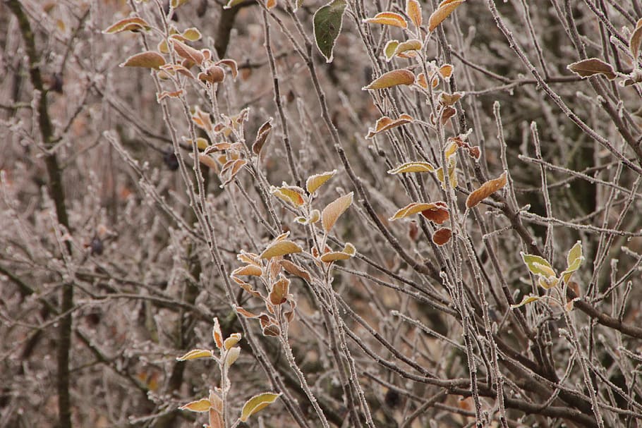 cold, cover, fall, frost, leaves, morning, white, autumn, plant HD wallpaper