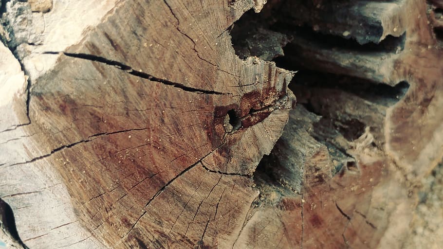 annual circle, sawn, cracked wood, timber, lumber, dry, textures, HD wallpaper