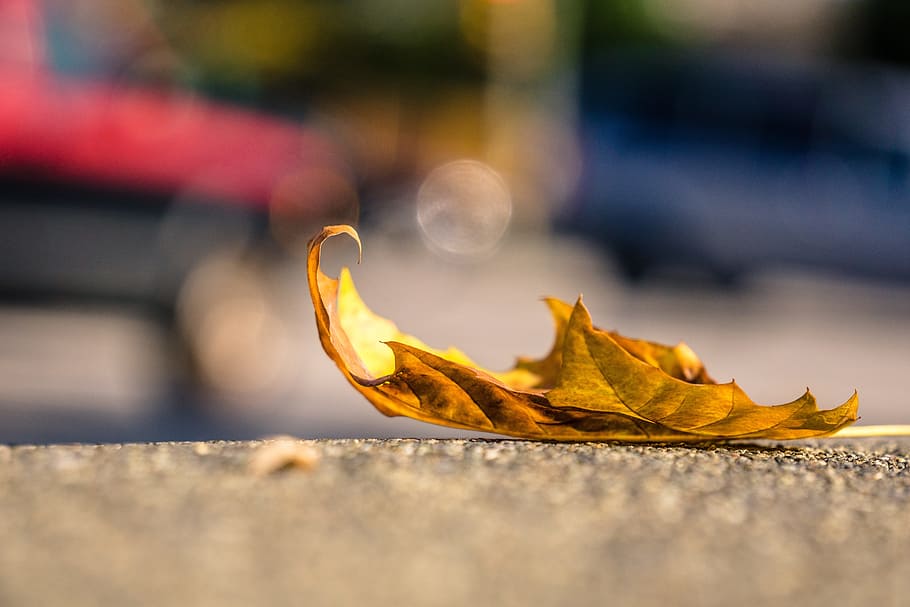 selective focus photography of maple leaf on grey pavement, sidewalk