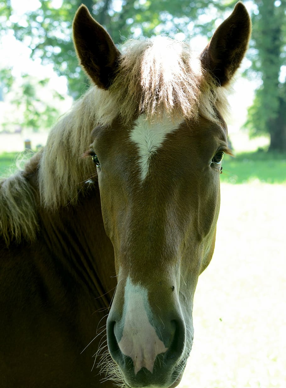 horse head, face, nostrils, eyes, brown, animal, attention HD wallpaper