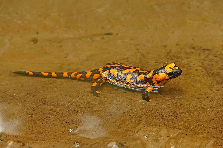 black and orange lizard, Fire Salamander, Nature, Animals, creature HD wallpaper