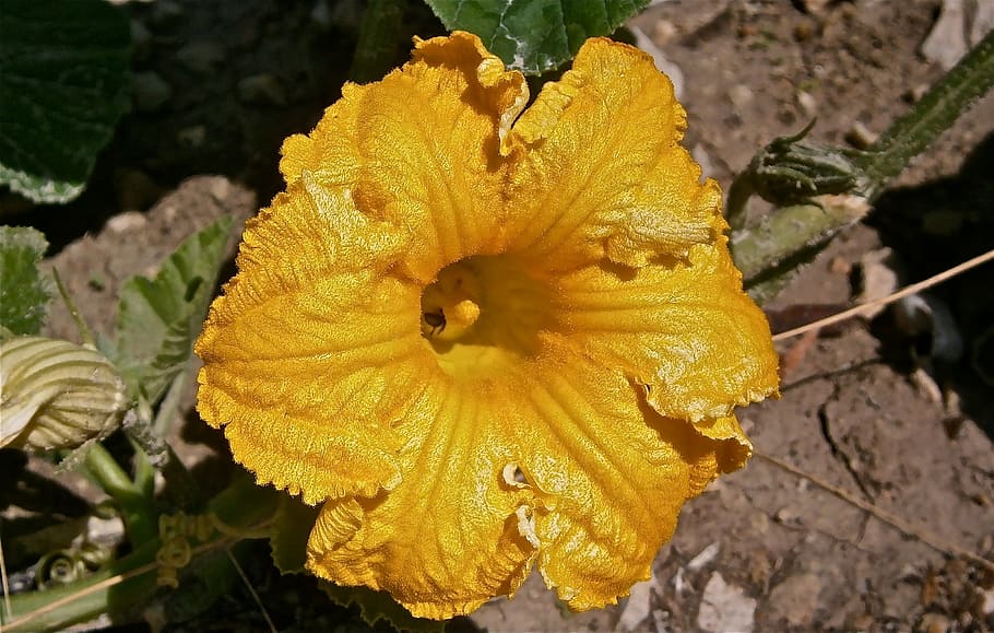 Flower, Pumpkin, Nature, Vegetable, summer, yellow, fragility HD wallpaper