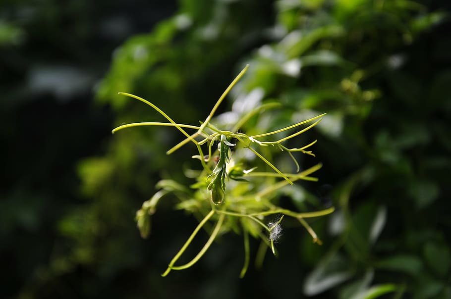 spring, bud, ivy, plant, green color, growth, close-up, nature HD wallpaper
