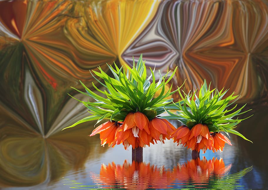 flower, the background, water, colored, clean water, plant HD wallpaper