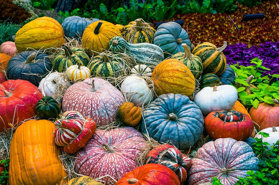 assorted-color of vegetable decor lot, pumpkin, vegetables, autumn