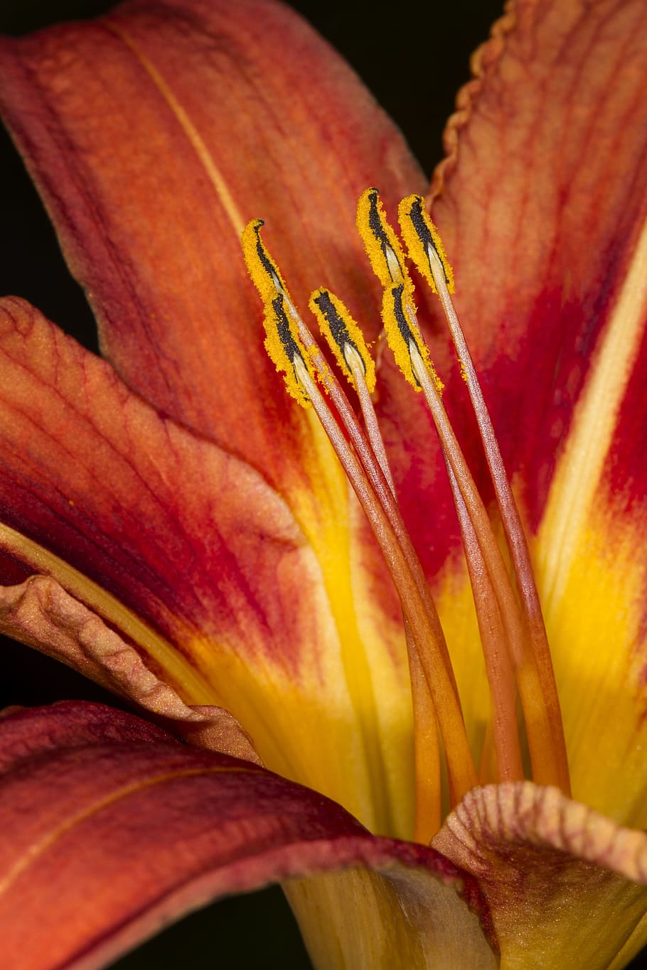 lily, flowers, macro, nature, flora, spring, still life, flowering plant HD wallpaper