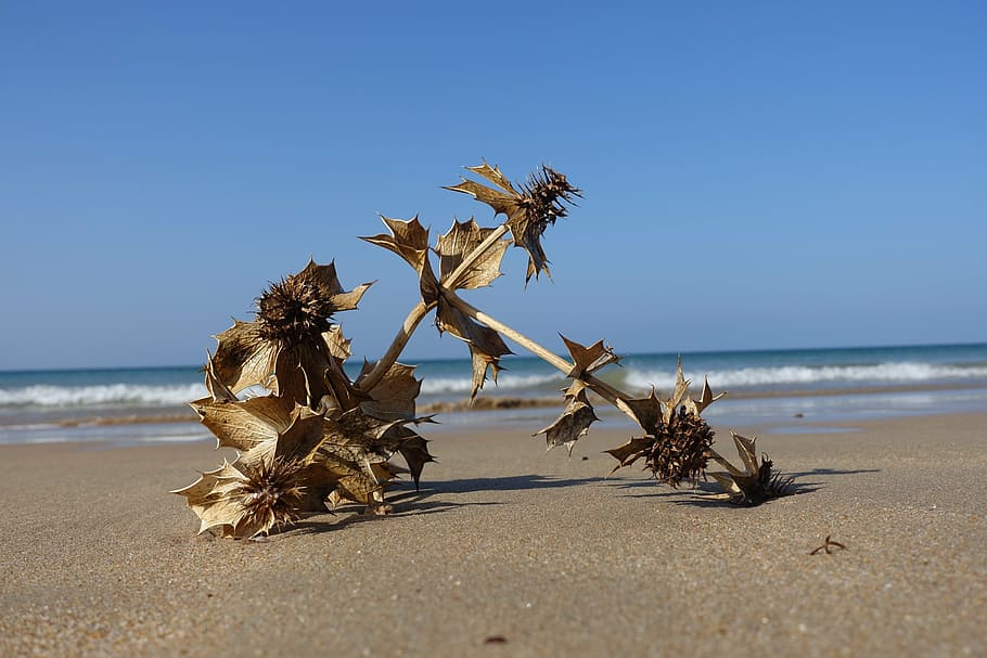 spain, sea, thistle, flotsam, dry, beach, sand, nature, coastline HD wallpaper