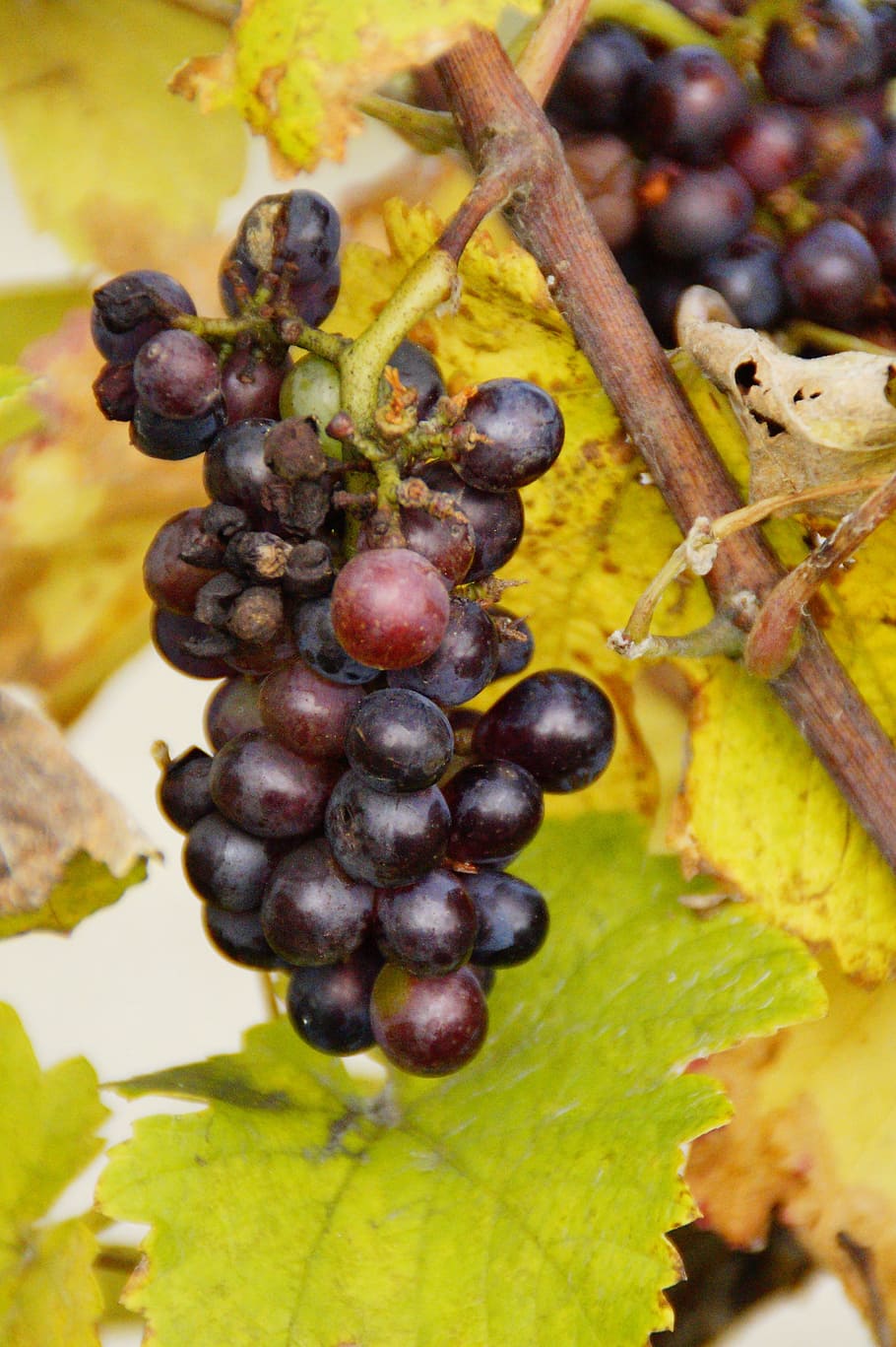 wine, grape, grapes, winegrowing, food, benefit from, vine HD wallpaper