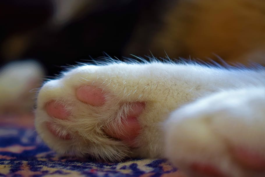 cat, paw, animal leg, animal themes, close-up, animal body part HD wallpaper