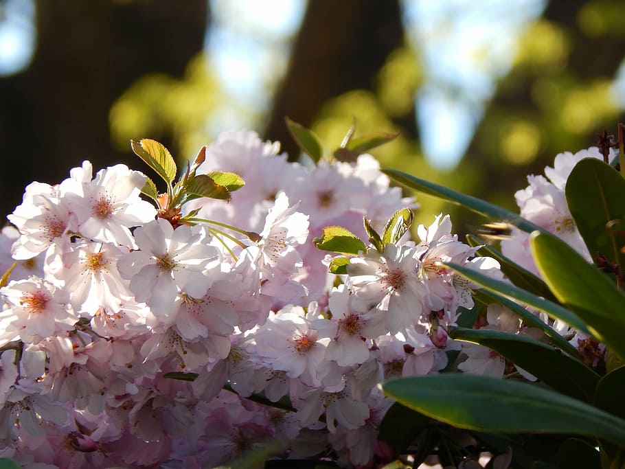 branch, spring, pink, green, flower, flowering plant, beauty in nature HD wallpaper