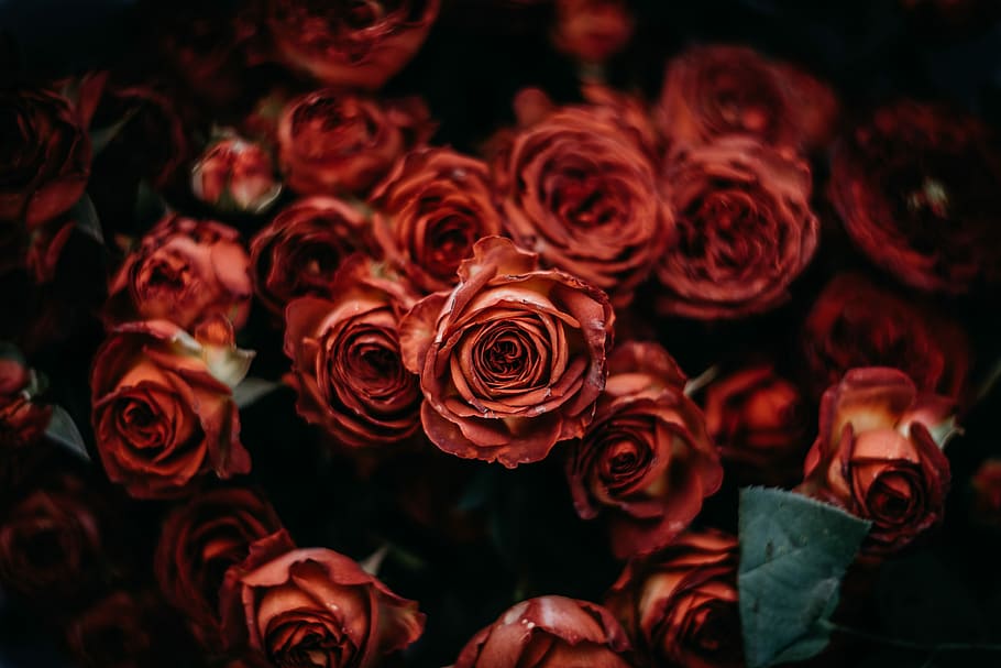 red roses, close up photography of red rose bouquet, flower, bunch HD wallpaper