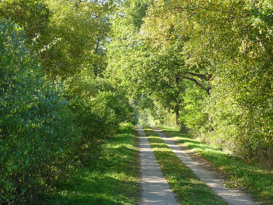 dithmarschen, trail, spring, green, tree, plant, direction HD wallpaper