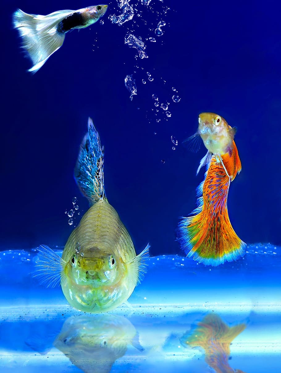 three assorted fishes, aquarium, ornamental fish, underwater HD wallpaper
